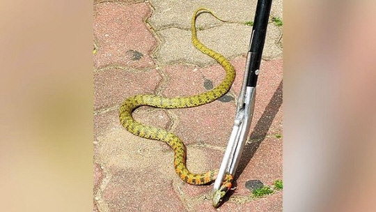 서울 마포의 한 아파트 단지에 출몰한 독사 유혈목이. [사진 출처=경향신문]